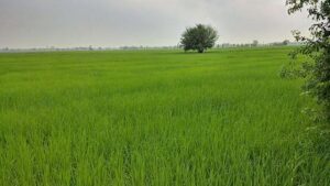 पंजाब का इतिहास